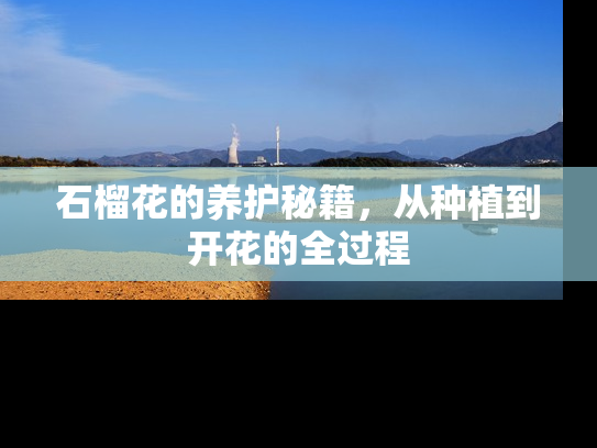 石榴花的养护秘籍，从种植到开花的全过程