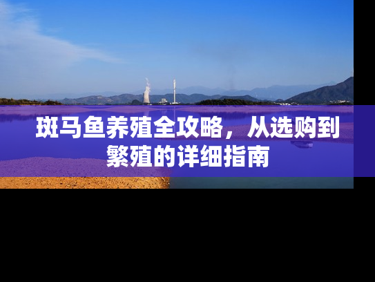 斑马鱼养殖全攻略，从选购到繁殖的详细指南
