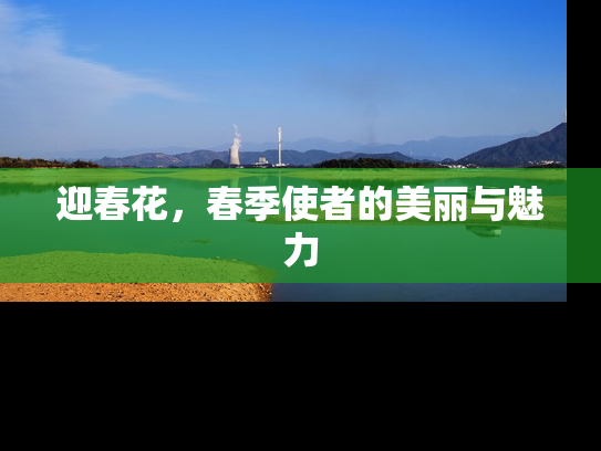 迎春花，春季使者的美丽与魅力