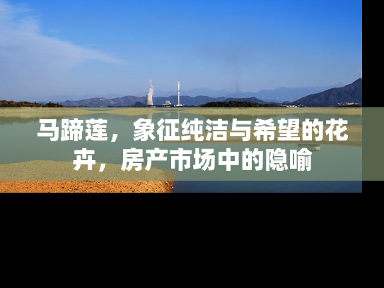 马蹄莲，象征纯洁与希望的花卉，房产市场中的隐喻