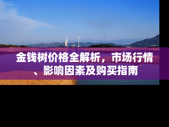 金钱树价格全解析，市场行情、影响因素及购买指南