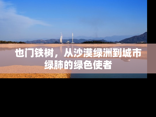 也门铁树，从沙漠绿洲到城市绿肺的绿色使者