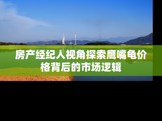 房产经纪人视角探索鹰嘴龟价格背后的市场逻辑
