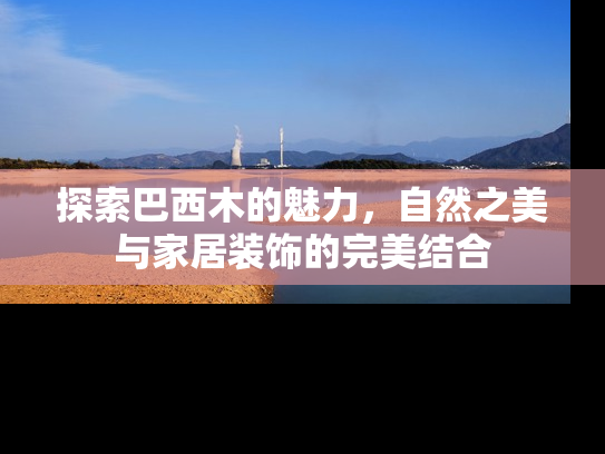 探索巴西木的魅力，自然之美与家居装饰的完美结合