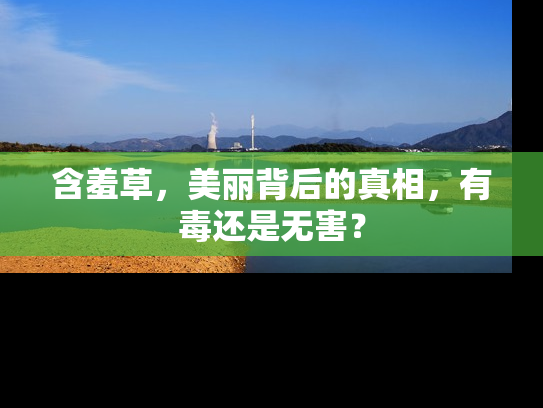含羞草，美丽背后的真相，有毒还是无害？